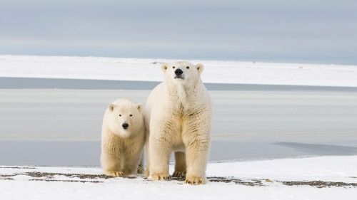Lední medvědi v ohrožení. Trump pokročil s těžbou v aljašské rezervaci